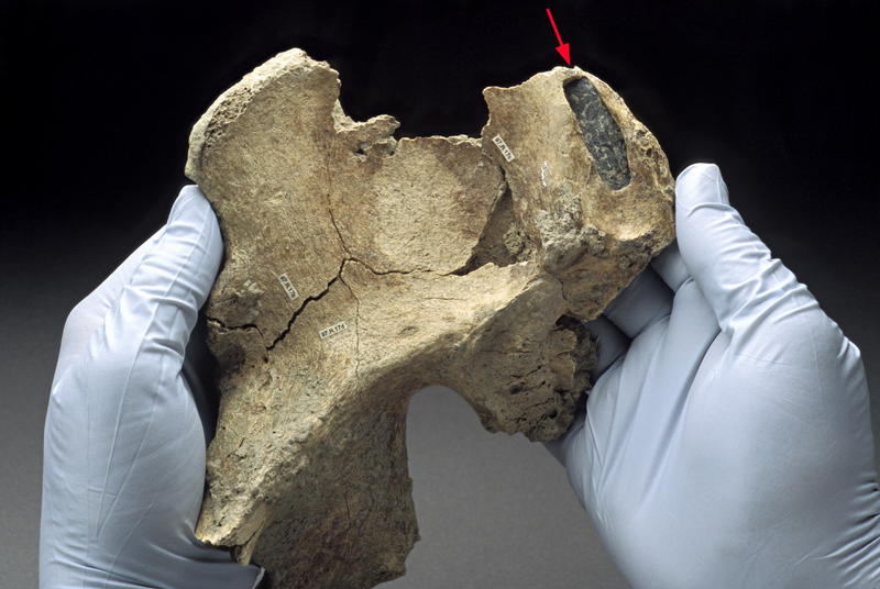 Illustration for article titled Kennewick Man came from far away, says study